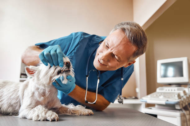 Best Emergency Dentist for Knocked-Out Tooth in New Martinsville, WV